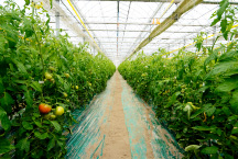 デリシャストマト栽培の様子