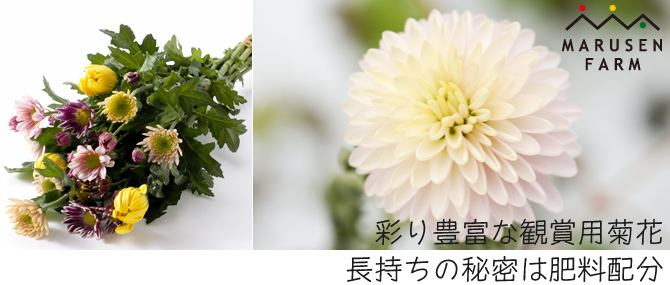 菊の花