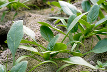 農薬を節減した土壌で育つホウレンソウ