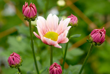 彩り豊かな菊花